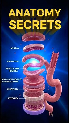 Human Digestive System: 3D Esophagus Layer Dissection and Function Explained🍽️ - EcoHuman ScienceLab