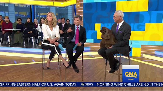 Meet Striker -- the cocker spaniel that beat out 5,000 other dogs to win the American Kennel Club's "Best in Show" award! Look at that fur! | Good Morning America