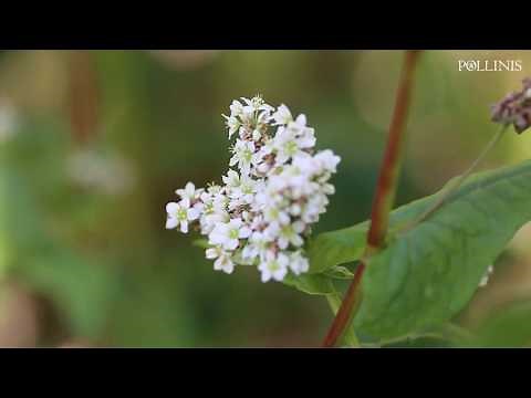 La vallée de l'abeille noire, le pays où les abeilles ne meurent pas