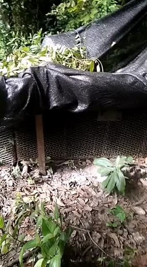 harimau kumbang di kuala pilah n9 katanya #foryou #fypシ #fypdongggggggg #viral