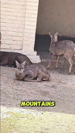 Real Deer Call Sound | Deer Sound Effects for Editing & Relaxation