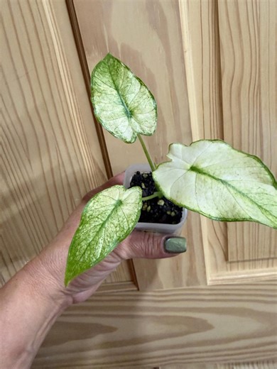 Alocasia Odora Mint - Etsy