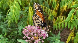 Experts say planting milkweed can help monarch butterfly population