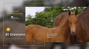 Charites, the dam of Nadine and the number one mare in dressage horse breeding for years, is the fourth dam in Oristano's pedigree. This is perhaps the best dressage-line in the Netherlands. Oristano's dam Heseda combines sport (Z2-dressage) with breeding. Last year, Oristano's sire Blue Hors Zackerey captured the championship in Oldenburg after showcasing a spectacular collection of foals. | Excellent Dressage Sales