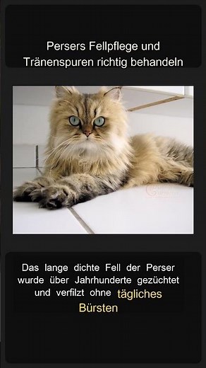 Persers Fellpflege und Tränenspuren richtig behandeln #Shorts
