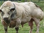 Video of GIANT bull with muscling genetic mutation sparks outrage