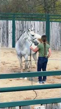 Charlottes first lesson in the round pen! Part 2 #Horse #katievanslyke #foal