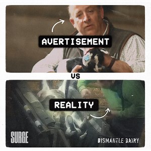 Goat milk - is it the ethical alternative? St Helen's 'superfood' goat milk. | Earthling Ed