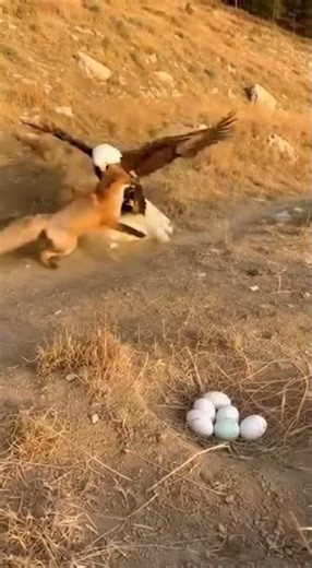 Epic Wildlife Clash: Bald Eagle vs Fox #BaldEagle #Raptor #shorts
