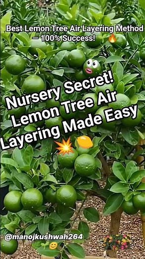 Gardening Expert Reveals SECRET to Successfully Growing Lemon Trees