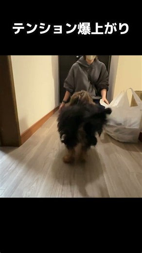 【ヨープー】テンション爆上がりダッシュ！ #ここあ #ヨープー #ヨーキー #プードル #ミックス犬 #ダッシュ #テンション上がる #犬