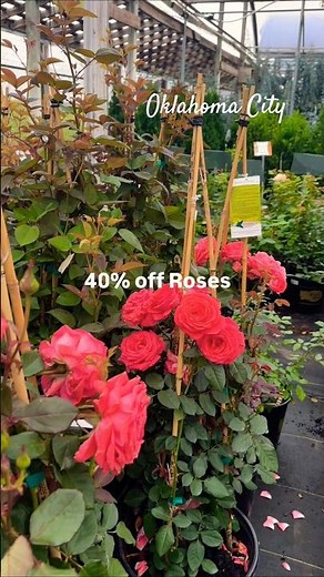 Your dream rose garden just got way more affordable at TLC in OKC