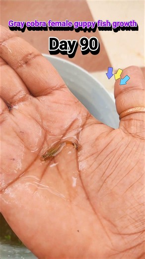 Gray cobra female guppy fish growth time stages #fishshorts #fishkeepinghobby #guppyfish #ytshorts