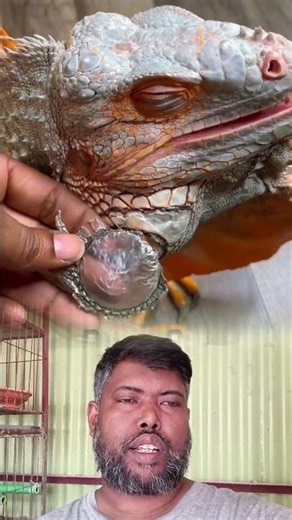 Mesmerizing Shed! Watch this Iguana Get a Deep Clean 🦎✨