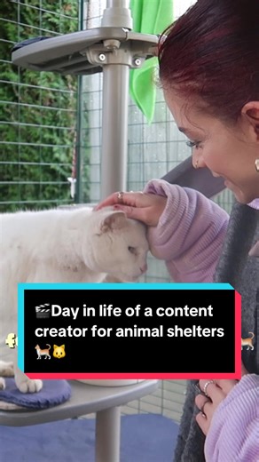 #foryoupage #animalshelter #animals #cat #catshelter