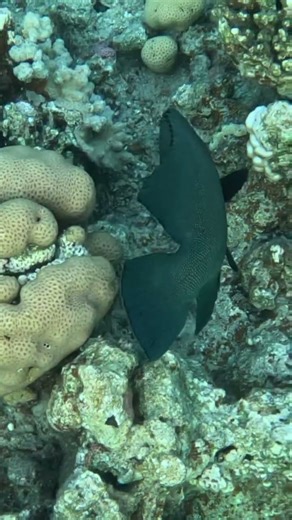 Red Mouth Grouper Settling Among Coral 🪸🐠🌊