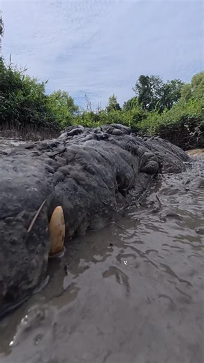 Damian 'Wildman' Duffy on Instagram: "Why is Stumpy so grumpy..!? Maybe he just needs a good nights sleep! Crocodilians have a clever way of resting their brains without letting their guard down. Like dolphins and some birds, they can practice unihemispheric sleep. This means one half of the brain goes to sleep while the other stays awake, so they can rest and still detect danger or potential prey. This ability helps them survive in environments where staying alert is just as important as conser
