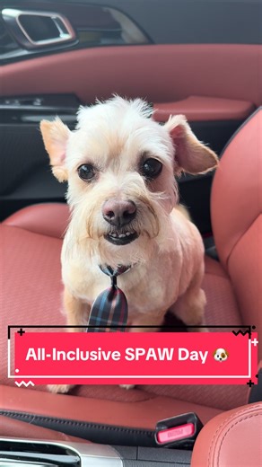 Dojo was named after Master Splinter from ninja turtles. #RescueDog #DogGlowUp #RagsToRiches #CollinCounty #DogMom