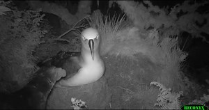 Giant New Predators Killing Imperiled Albatrosses