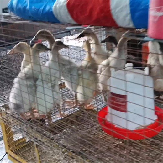 Duck Update.. Feathers starting to grow in.. They are at the ugly duckling stage now.. This weekend I will start rolling their pen to the pond to get acclimated... They will soon be growing out of this temp home.. Gonna have to turn them loose!! ALL 10 Still present and accounted for... | Tyler Cook