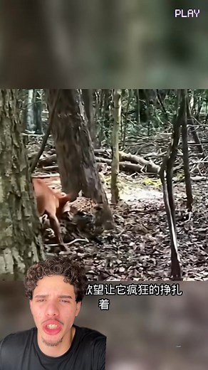 44K views · 380 reactions | Macaco x onça | Leleco Animal | Facebook