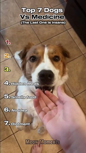 Top 7 Dogs Vs Medicine #shorts