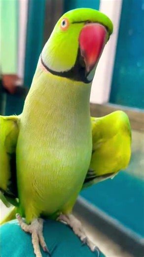 Ringneck Talking parrot Mitthu Billi Kese Bolti Hai 😍🥰#funny #entertainment video #shortsfeed vlog