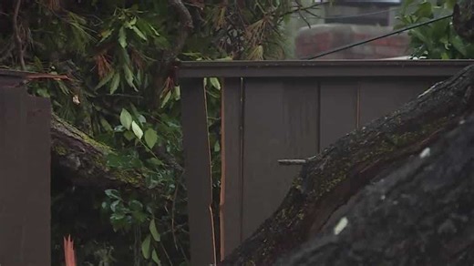 Monterey residents push to ease tree laws before storms, city mulls changes