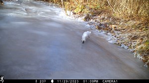Our respect and admiration for the long-tailed weasel knows nearly no bounds, and trail cam clips like these do nothing to dampen that enthusiasm. On full display here are the obvious traits that make the LTW must-watch animalvision: the sleek, shining coat; the lithe, undulating trunk; the impossibly graceful transfer of energy between its body and the ground as it moves (hovers?) along. And here's a specific shout-out to the LTW's drive train, one that allows it to negotiate scaly, vertical te