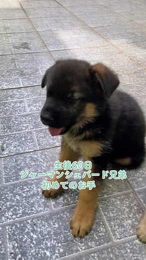 シェパードの子犬しか勝たん🥰 #子犬 #子犬のいる生活 #可愛い犬 #犬のいる生活 #わんこのいる生活 #多頭飼い #ジャーマンシェパード #シェパード #癒し動画 #ペット動画 #イッヌのいる生活 #大型犬多頭飼い#犬との日常
