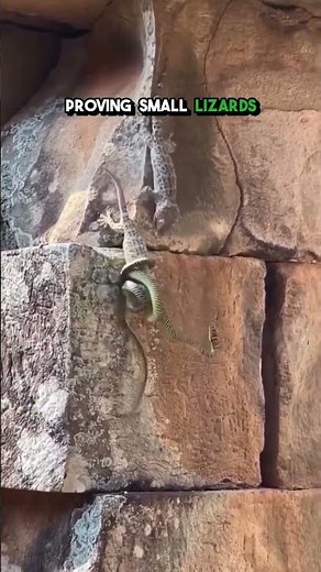 Tokay Gecko Battles Snake to Save Friend – Small Lizards’ Fierce Courage!