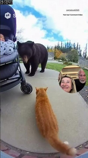 Cat Saves Baby From Bear