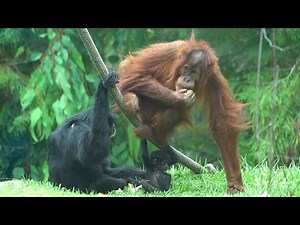 Orangutan Adopt Siamangs Baby Monkey