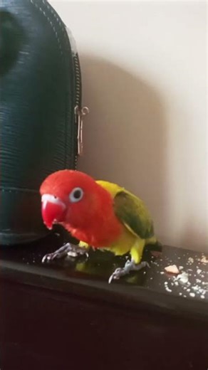 ‪@TheKingofRandom‬ ‪@hungrybirds4803‬ ‪@Miwanda_cute‬