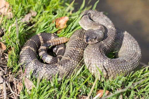Discover Washington State's Only Rattlesnake Species