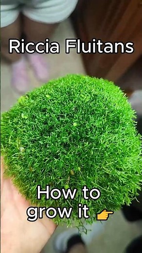 Riccia Fluitans | 1 Month Evolution | How to grow it