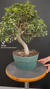 6.7K views · 145 reactions | Dwarf Guava with fruit https://www.wigertsbonsai.com/product/dwarf-guava-one-of-a-kind-pre-bonsai-7/ | Wigert's Bonsai Nursery | Facebook