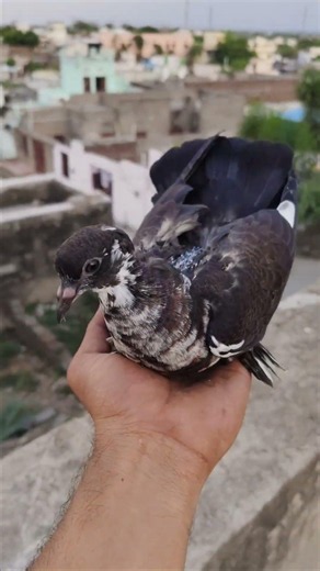40-day-old pigeon chick 🥰 || 40-day-old pigeon chick || what a 40-day-old pigeon chick looks like