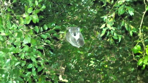 Drone Captures Adorable Footage of Koala and Child Cuddling In Forest
