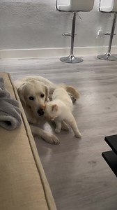 chien et chat 🤍 | Chiens&Amour