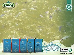 40K views · 63 reactions | How your fish jump to eat when they are on a diet of Fugo Tilapia Fish feed. | Unga Farm Care EA Limited | Facebook