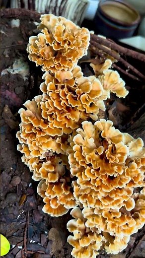 Edible Cauliflower Mushroom/Hen of the woods #farmlife