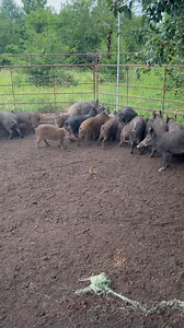 1M views · 20K reactions | Wow!! Over 91k followers since January!...