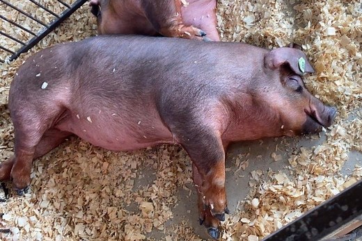 How Much Can You Sell A Pig For? – Family Farm Livestock