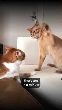 Bet No One Explained Note Like This Before Now #facts #musictheory #musicology