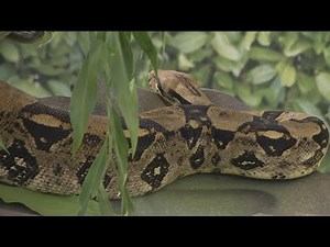 Zoo Day | Meet the red-tailed boa