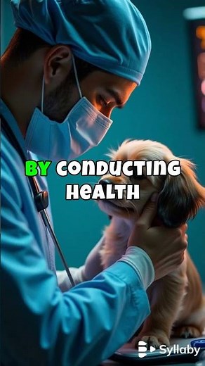 Why are Havanese Puppies so Expensive:?