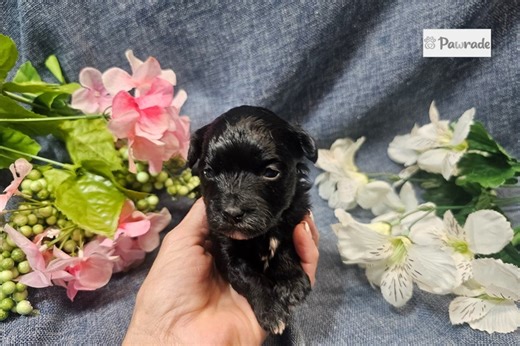 Lucy - Havapoo Puppy 0C45EE