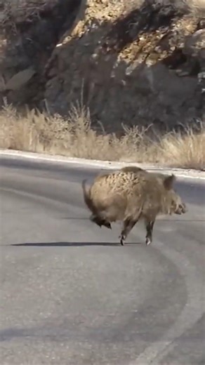 Takedown Wild Boar 🐗