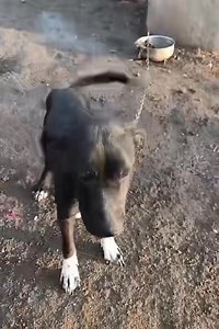 Please help 🙏 We ask for SOS DONATIONS for HANNAH’s kennel costs! The cost for one month: 145 EUR! Unfortunately as we did not find her a foster home, we can only save her life by placing her at the kennels! She is 1 year old very skinny girl, appr 15 kg… 📥🖇️📥 We are looking for a reliable rescue from abroad with whom we can build up a partnership to help our rescue dogs and cats, finding them a home. 🇭🇺 Hungary 🙏 We have completely ran out of all premium dog food! Please help 🙏 e.g.: gr